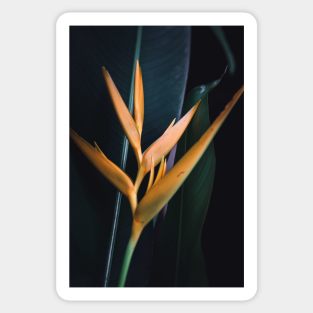 Heliconia in yellow Sticker